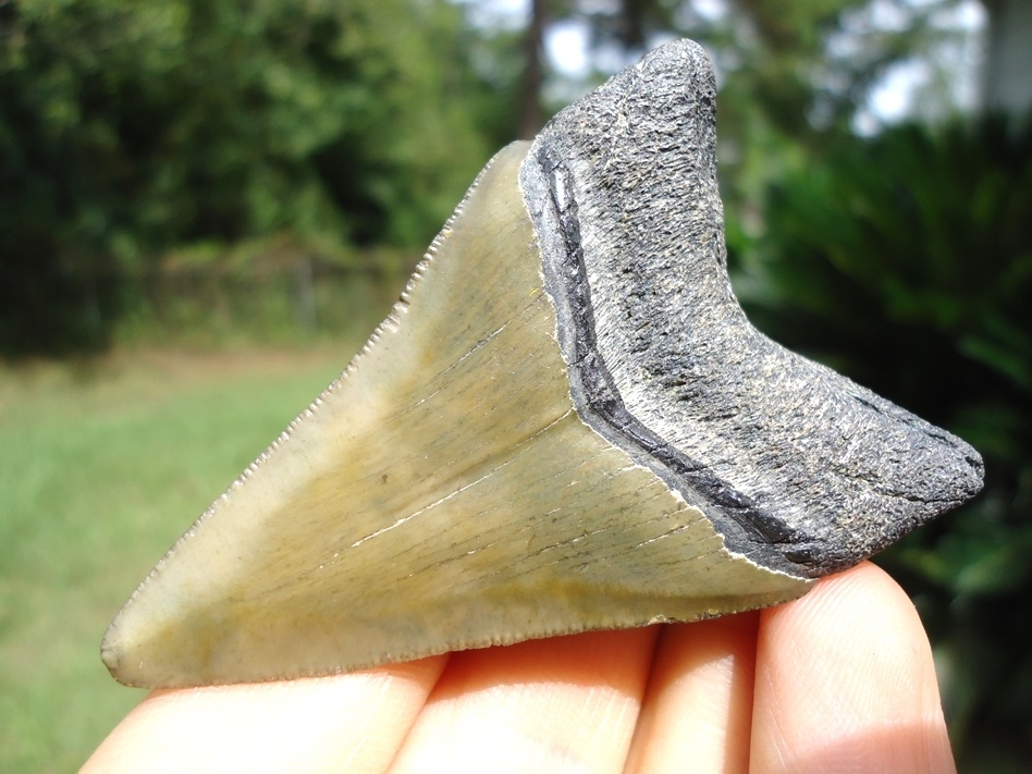 Large image 3 Nice Lower Jaw Megalodon Shark Tooth from Bone Valley