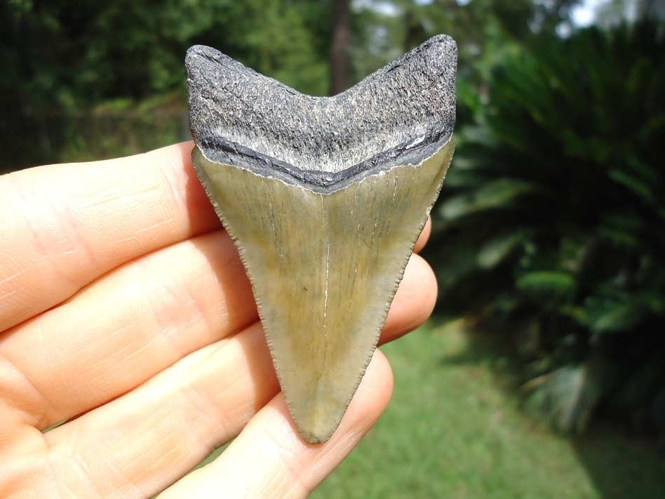 Large image 4 Nice Lower Jaw Megalodon Shark Tooth from Bone Valley