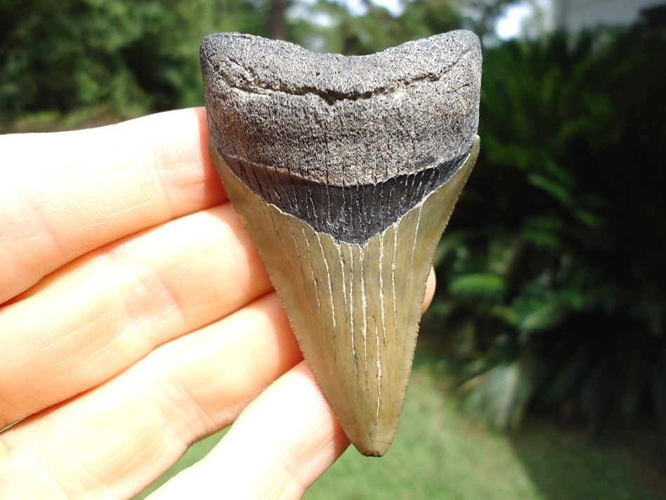 Large image 5 Nice Lower Jaw Megalodon Shark Tooth from Bone Valley
