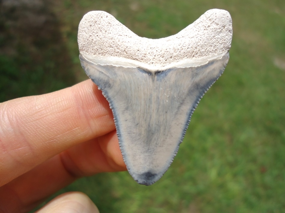 Large image 1 Classic Colored Bone Valley Megalodon Shark Tooth