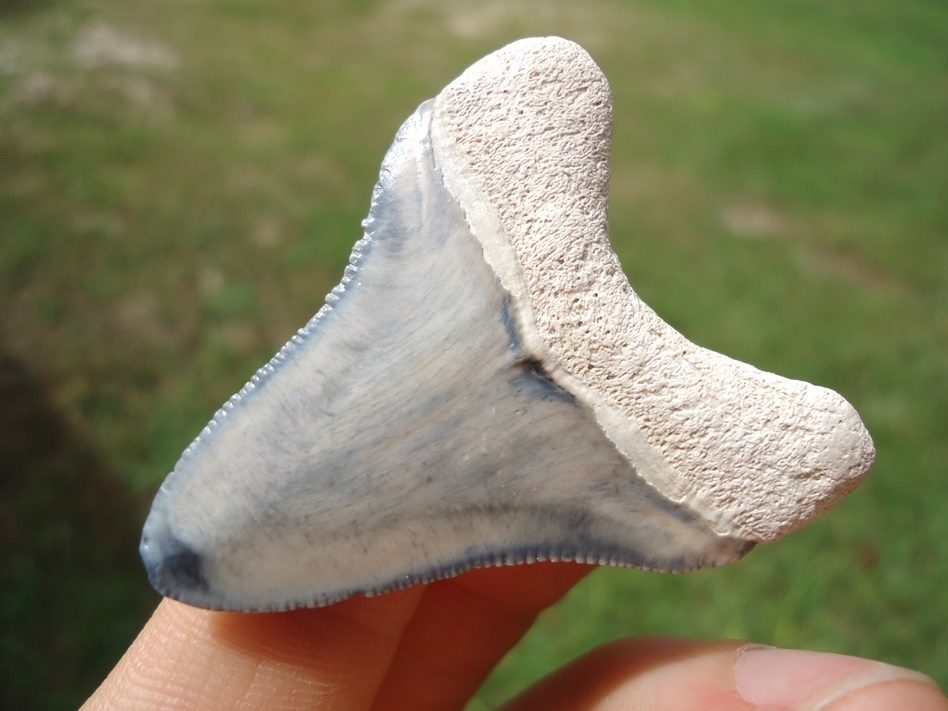 Large image 3 Classic Colored Bone Valley Megalodon Shark Tooth