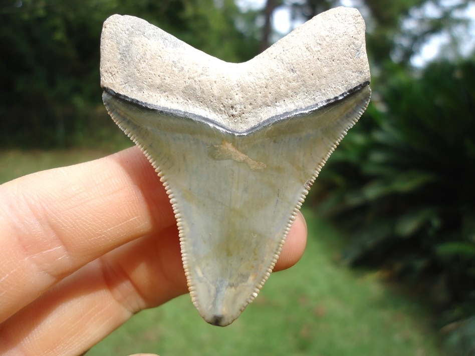 Large image 1 Bone Valley Megalodon Shark Tooth with Immaculate Bourlette