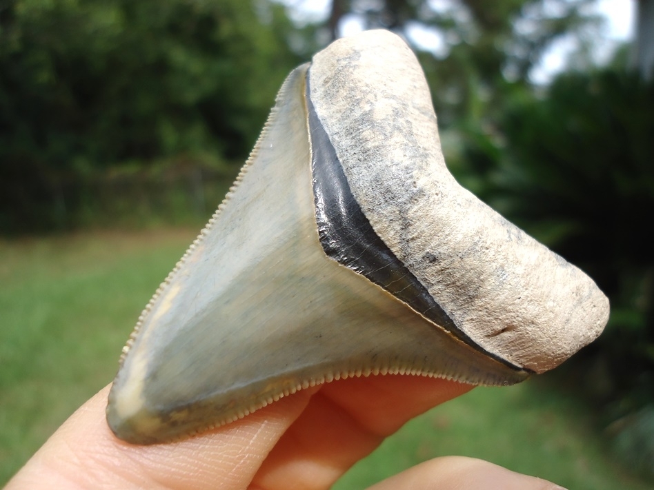 Large image 2 Bone Valley Megalodon Shark Tooth with Immaculate Bourlette