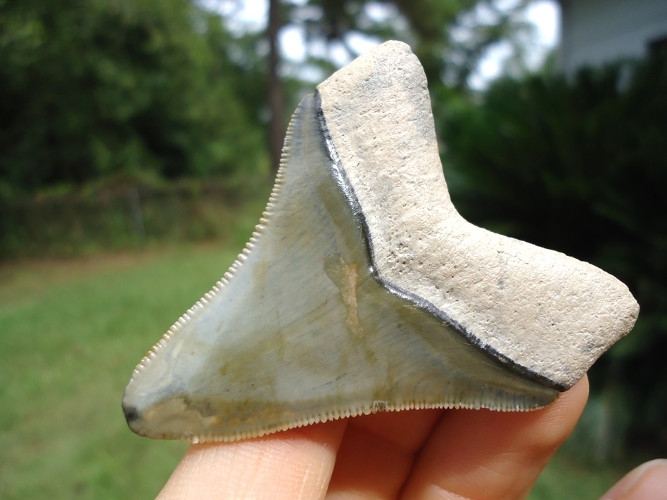Large image 3 Bone Valley Megalodon Shark Tooth with Immaculate Bourlette