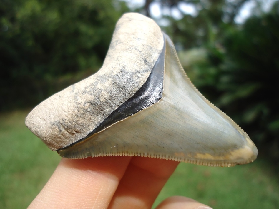Large image 4 Bone Valley Megalodon Shark Tooth with Immaculate Bourlette