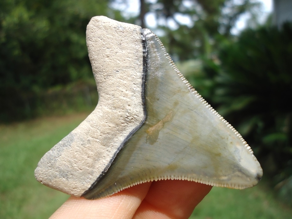 Large image 5 Bone Valley Megalodon Shark Tooth with Immaculate Bourlette