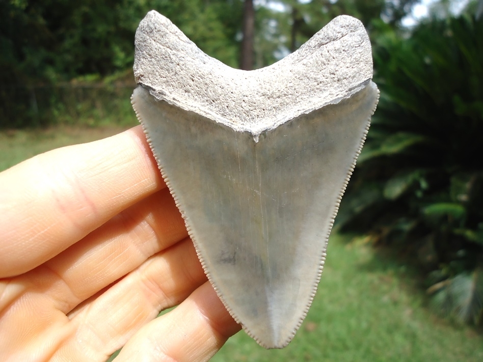 Large image 1 Symmetrical Bone Valley Megalodon Shark Tooth