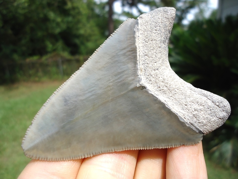 Large image 3 Symmetrical Bone Valley Megalodon Shark Tooth