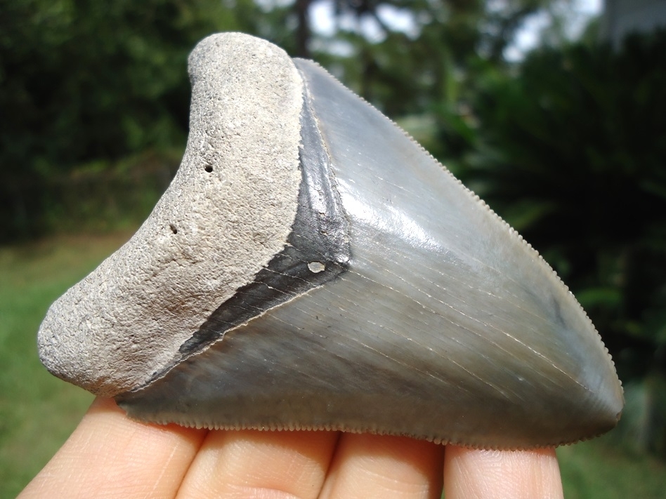 Large image 4 Symmetrical Bone Valley Megalodon Shark Tooth