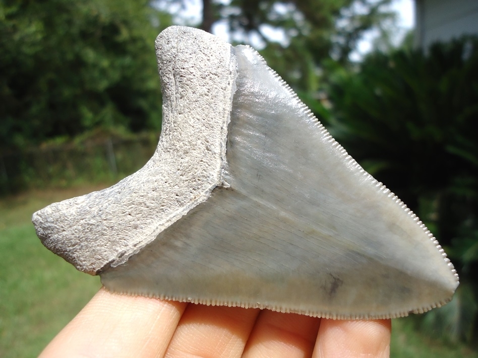 Large image 5 Symmetrical Bone Valley Megalodon Shark Tooth
