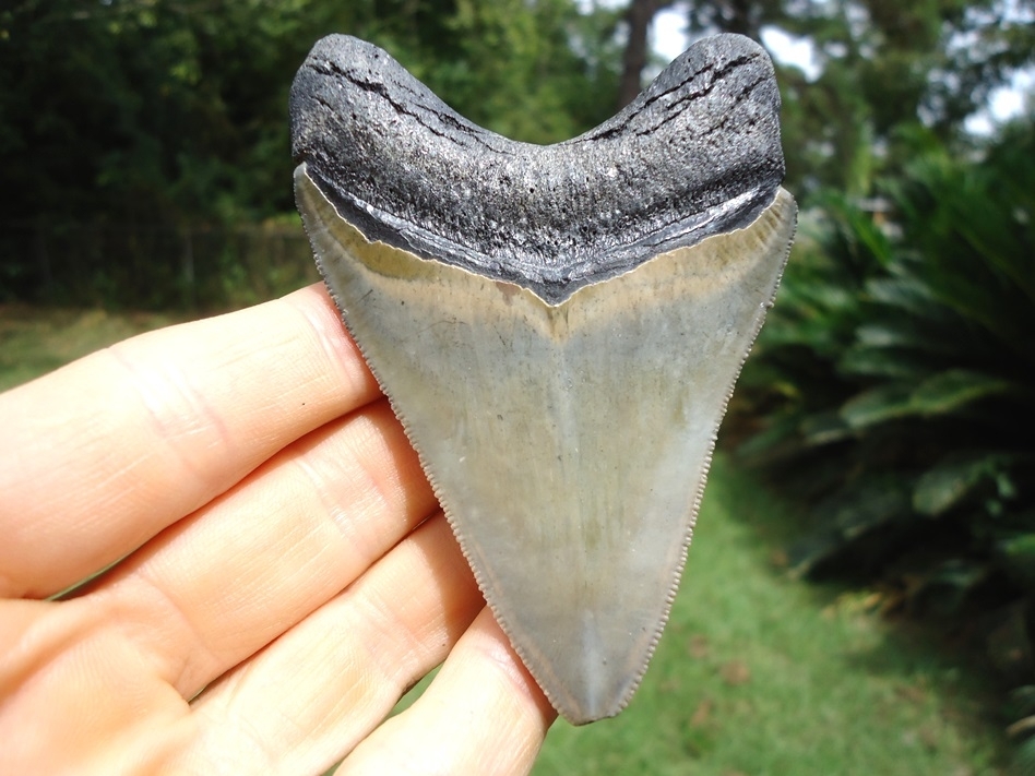 Large image 1 Super Bone Valley Megalodon Shark Tooth