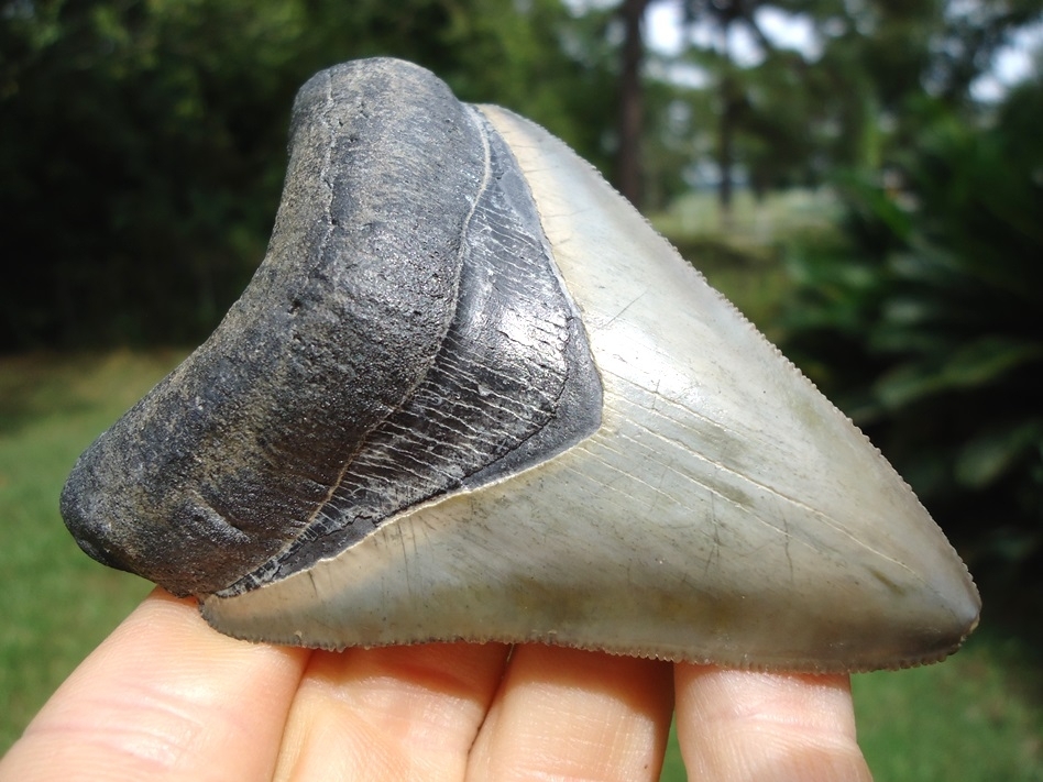 Large image 2 Super Bone Valley Megalodon Shark Tooth