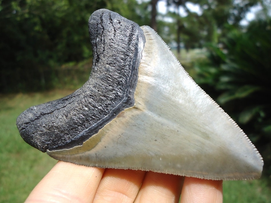 Large image 3 Super Bone Valley Megalodon Shark Tooth