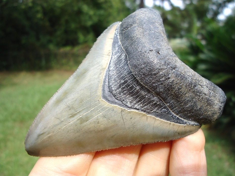 Large image 4 Super Bone Valley Megalodon Shark Tooth