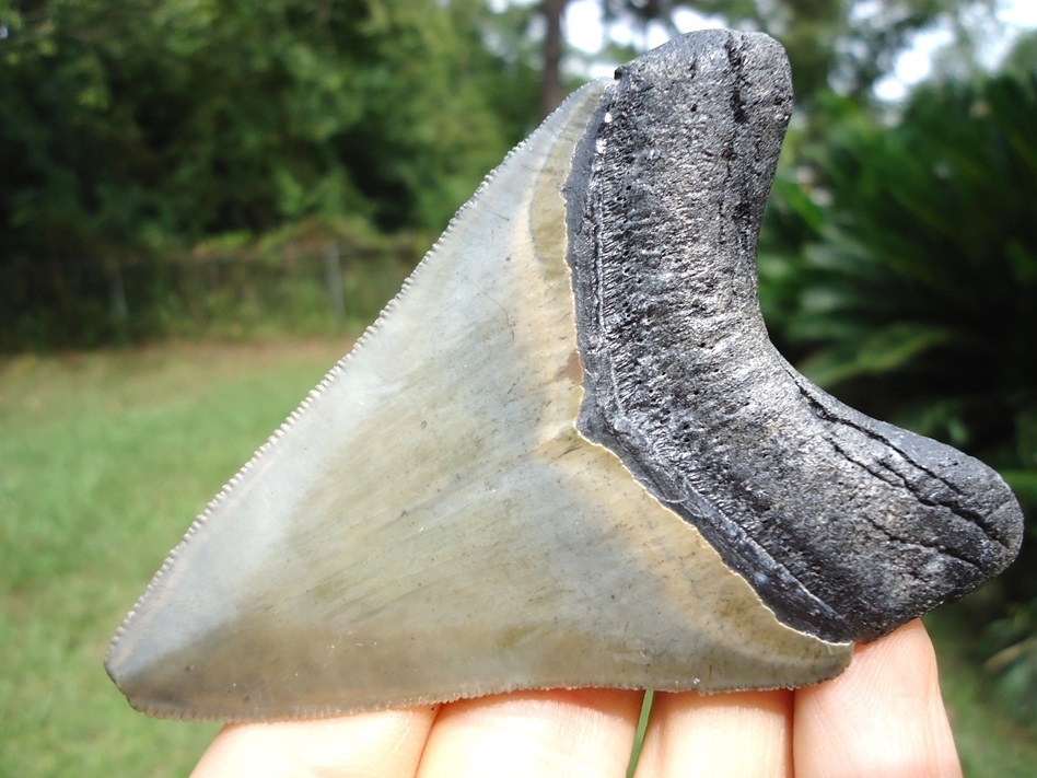 Large image 5 Super Bone Valley Megalodon Shark Tooth