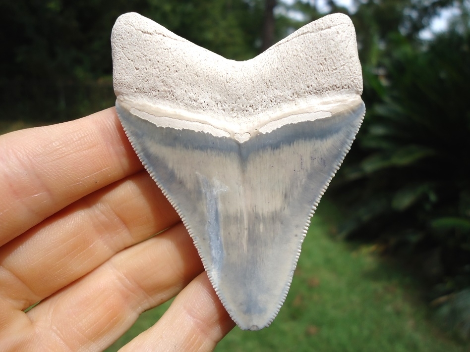 Large image 1 Super Classic Bone Valley Megalodon Shark Tooth