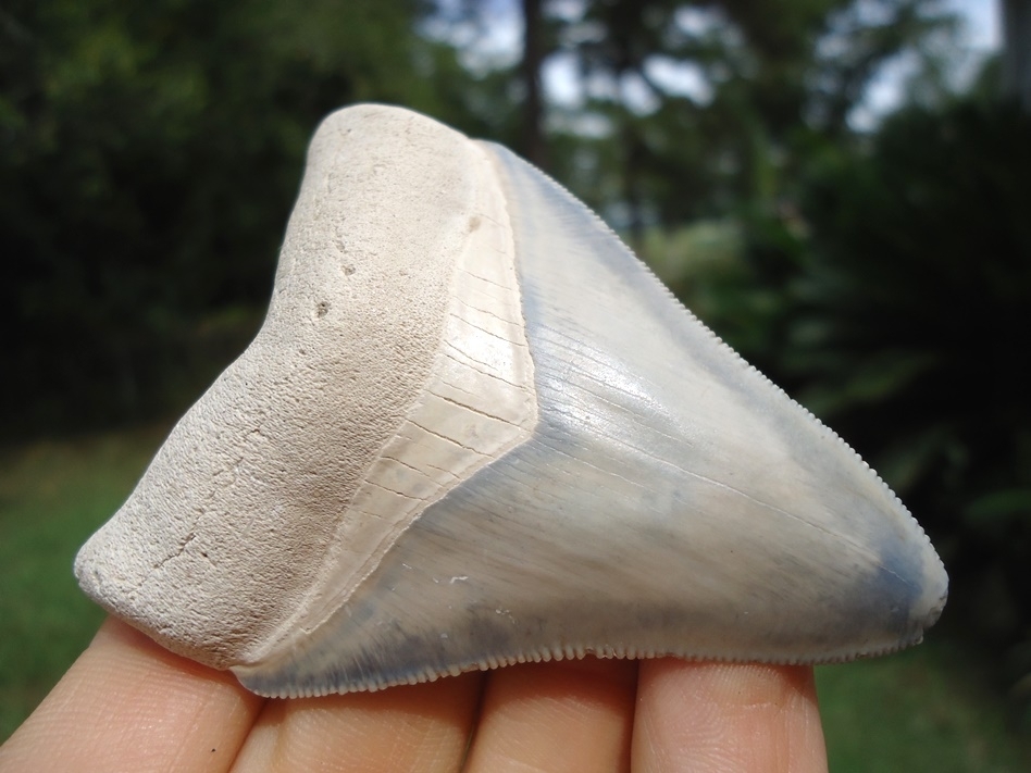 Large image 2 Super Classic Bone Valley Megalodon Shark Tooth