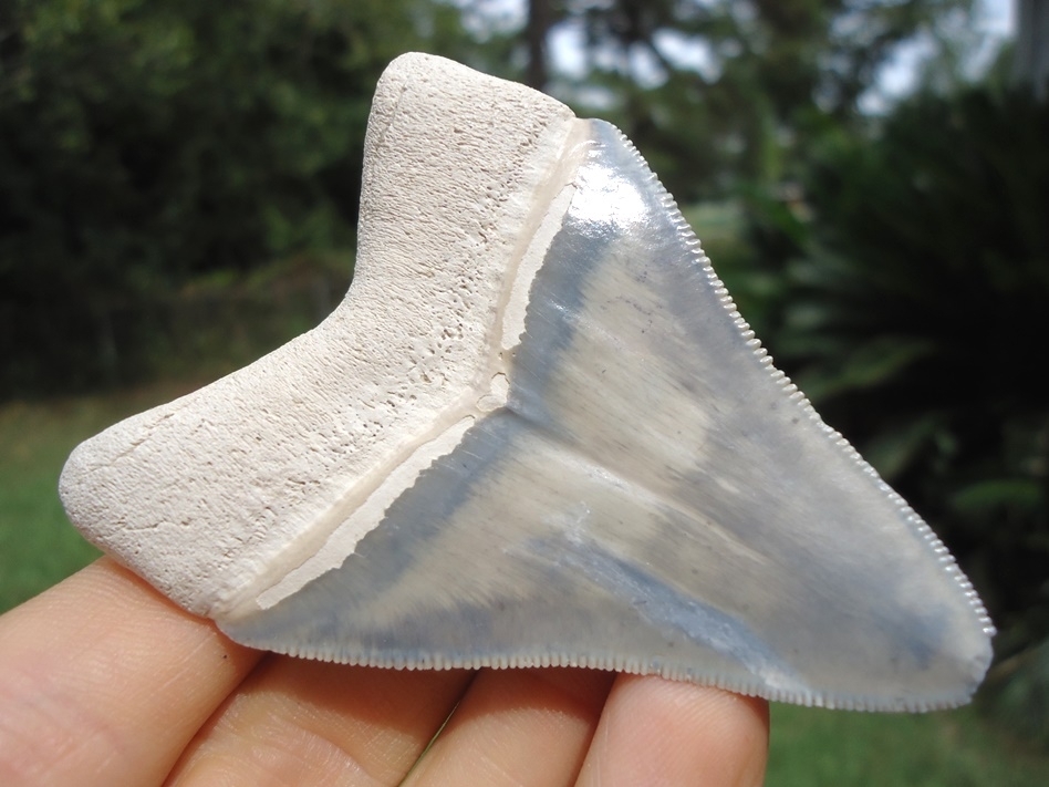 Large image 3 Super Classic Bone Valley Megalodon Shark Tooth