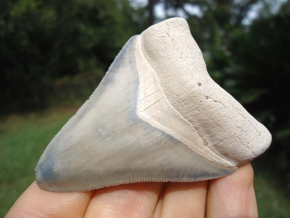 Large image 4 Super Classic Bone Valley Megalodon Shark Tooth