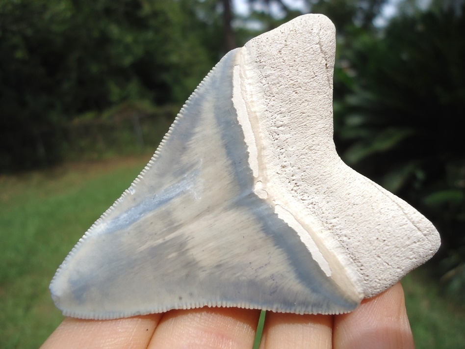 Large image 5 Super Classic Bone Valley Megalodon Shark Tooth