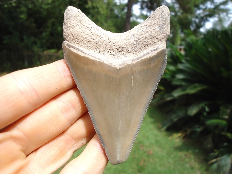 Large image 1 Large 3.41' Bone Valley Megalodon Shark Tooth