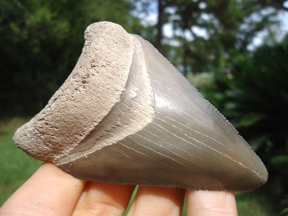 Large image 2 Large 3.41' Bone Valley Megalodon Shark Tooth
