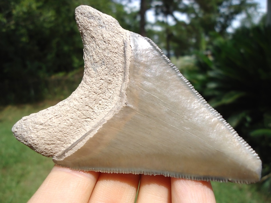 Large image 3 Large 3.41' Bone Valley Megalodon Shark Tooth