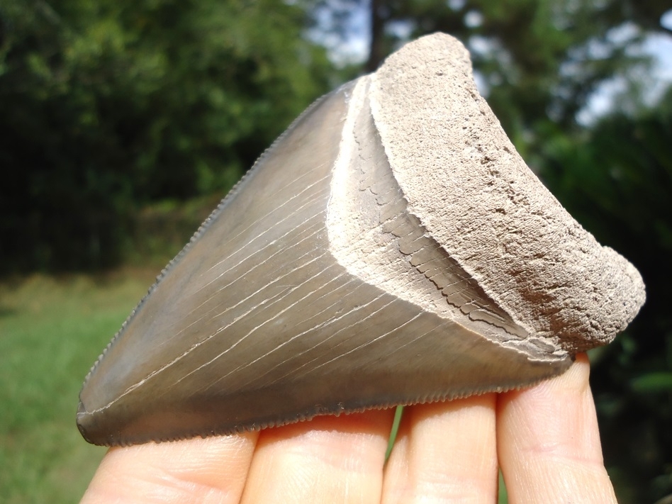 Large image 4 Large 3.41' Bone Valley Megalodon Shark Tooth