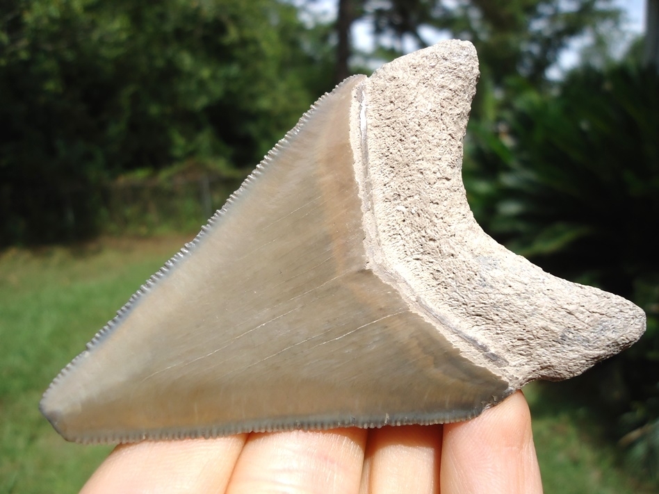 Large image 5 Large 3.41' Bone Valley Megalodon Shark Tooth