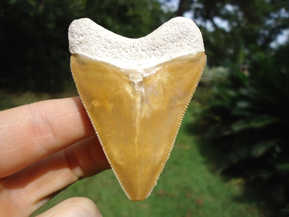 Large image 1 Stunning Yellow Bone Valley Megalodon Shark Tooth