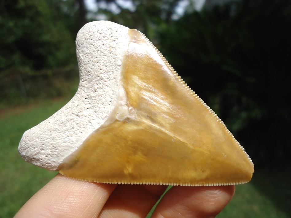 Large image 2 Stunning Yellow Bone Valley Megalodon Shark Tooth