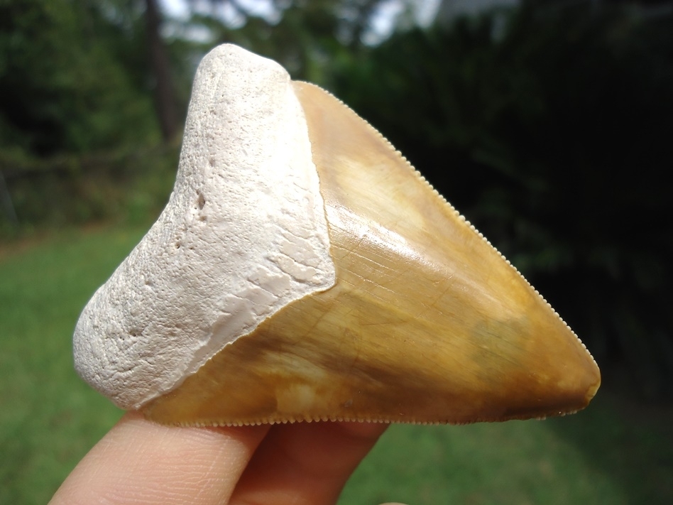 Large image 3 Stunning Yellow Bone Valley Megalodon Shark Tooth