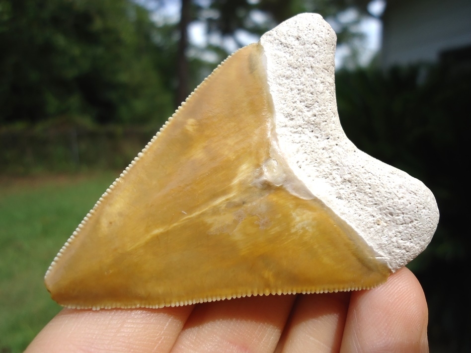 Large image 4 Stunning Yellow Bone Valley Megalodon Shark Tooth