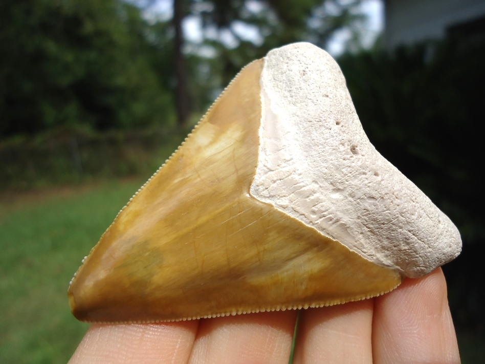 Large image 5 Stunning Yellow Bone Valley Megalodon Shark Tooth