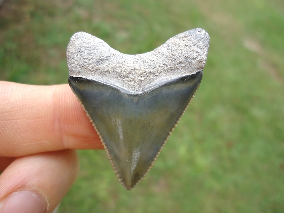 Large image 1 Exceptional Little Bone Valley Megalodon Shark Tooth