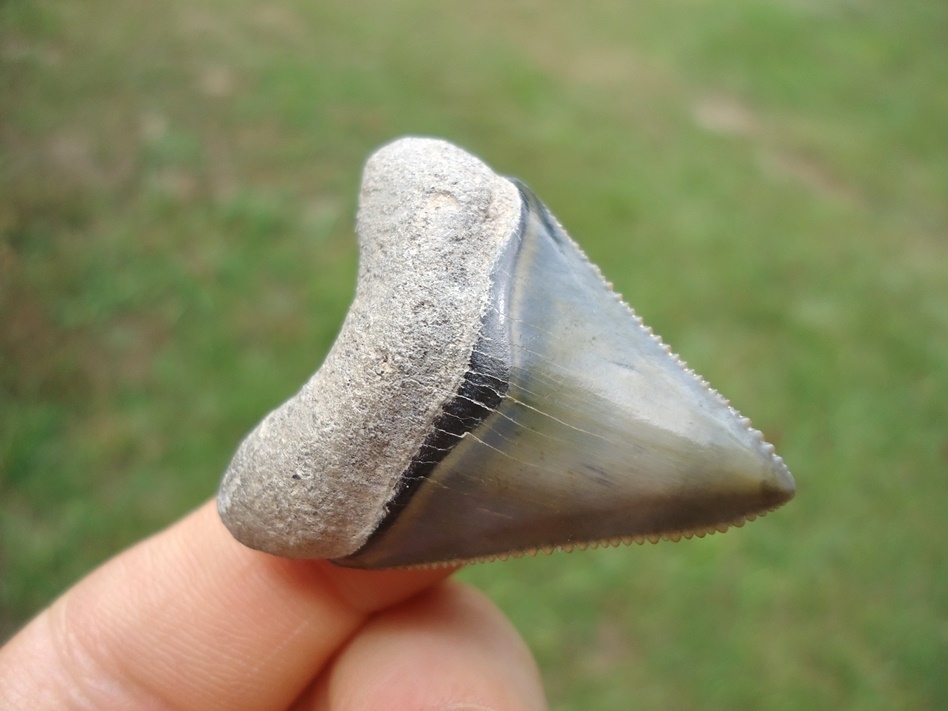 Large image 2 Exceptional Little Bone Valley Megalodon Shark Tooth