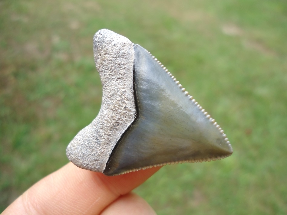 Large image 3 Exceptional Little Bone Valley Megalodon Shark Tooth