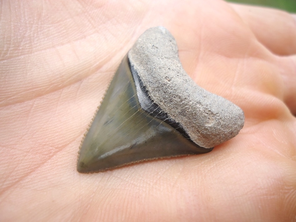 Large image 4 Exceptional Little Bone Valley Megalodon Shark Tooth