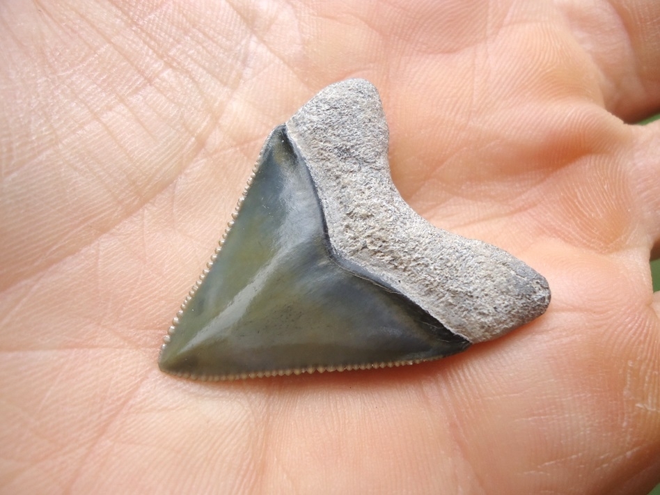 Large image 5 Exceptional Little Bone Valley Megalodon Shark Tooth