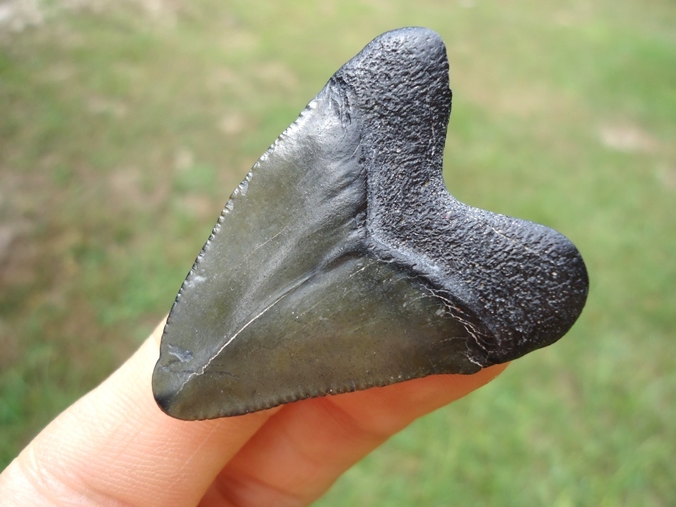 Large image 3 Bargain Hubbell Megalodon Shark Tooth