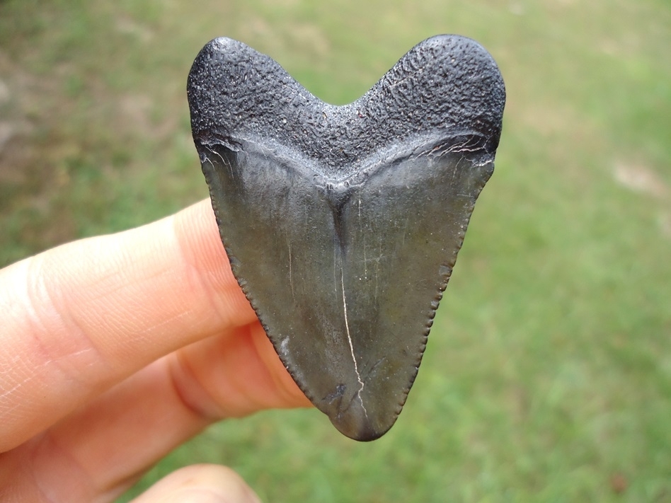 Large image 1 Bargain Hubbell Megalodon Shark Tooth