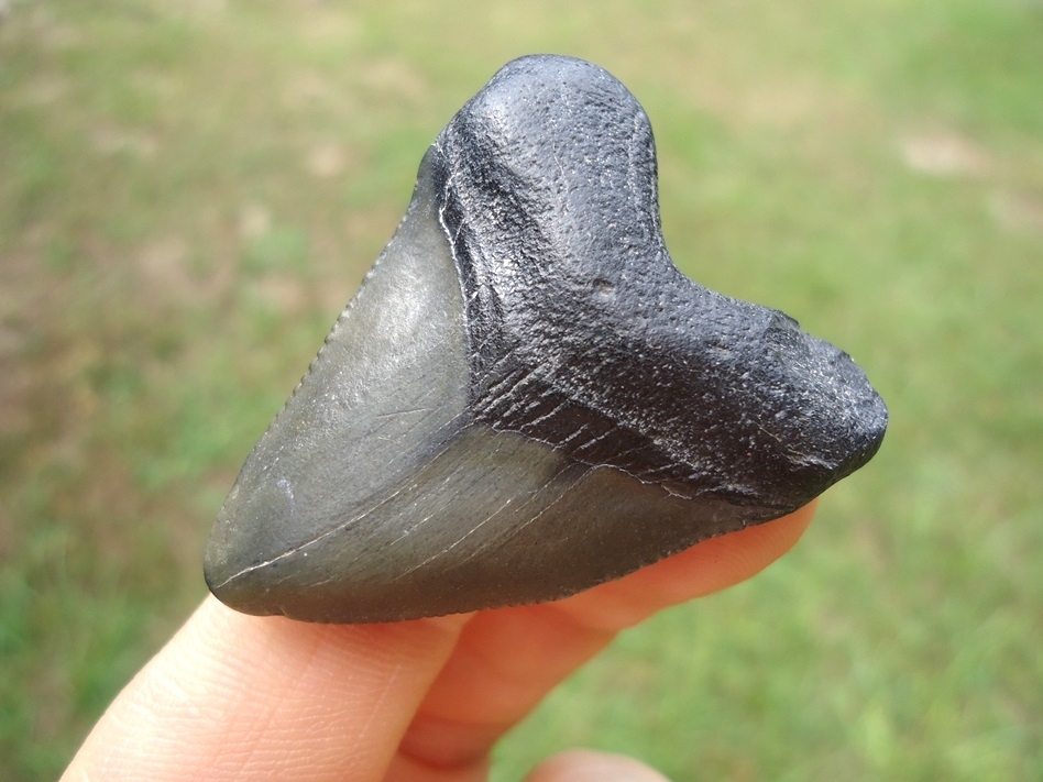 Large image 2 Bargain Hubbell Megalodon Shark Tooth