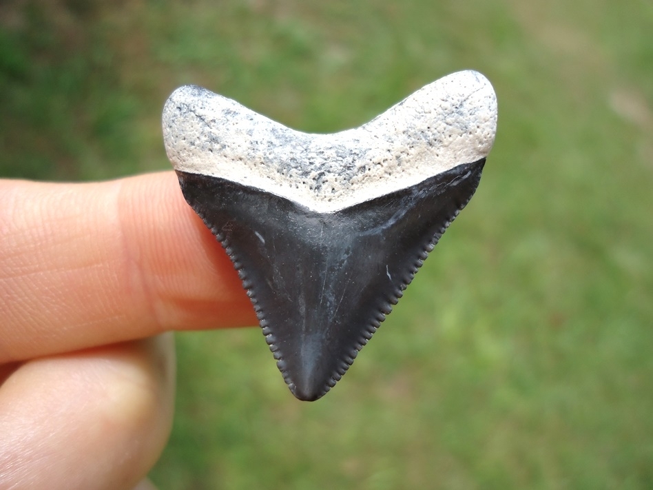 Large image 1 Super Killer Baby Megalodon Shark Tooth from Bone Valley