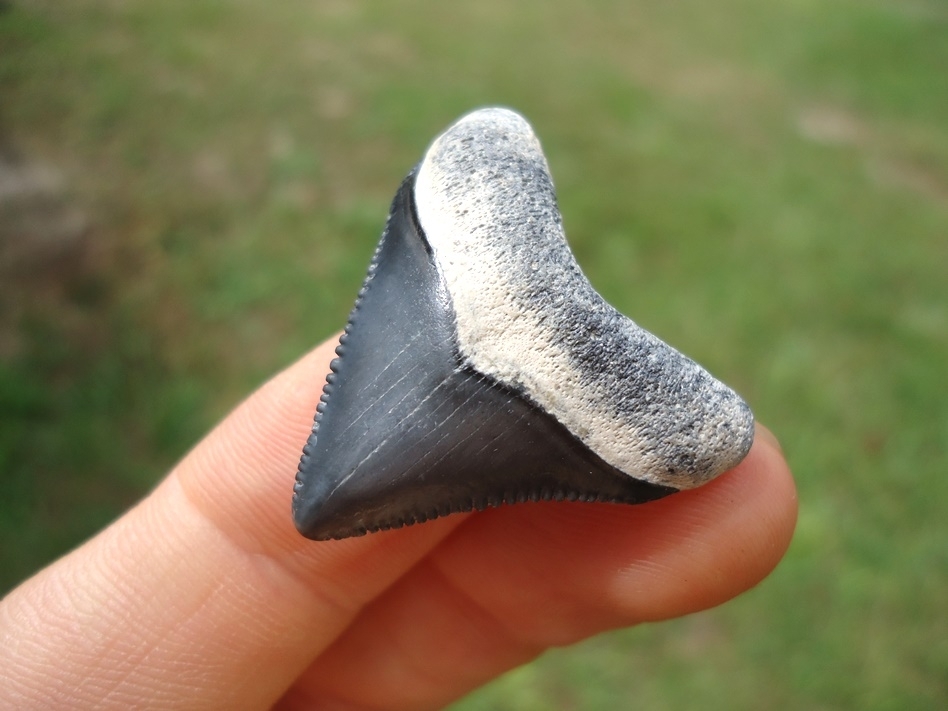 Large image 2 Super Killer Baby Megalodon Shark Tooth from Bone Valley