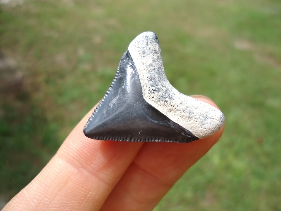 Large image 3 Super Killer Baby Megalodon Shark Tooth from Bone Valley