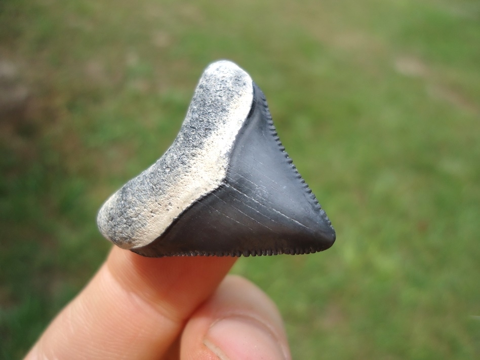 Large image 4 Super Killer Baby Megalodon Shark Tooth from Bone Valley