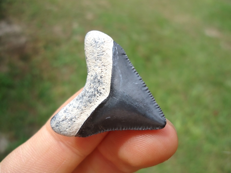 Large image 5 Super Killer Baby Megalodon Shark Tooth from Bone Valley