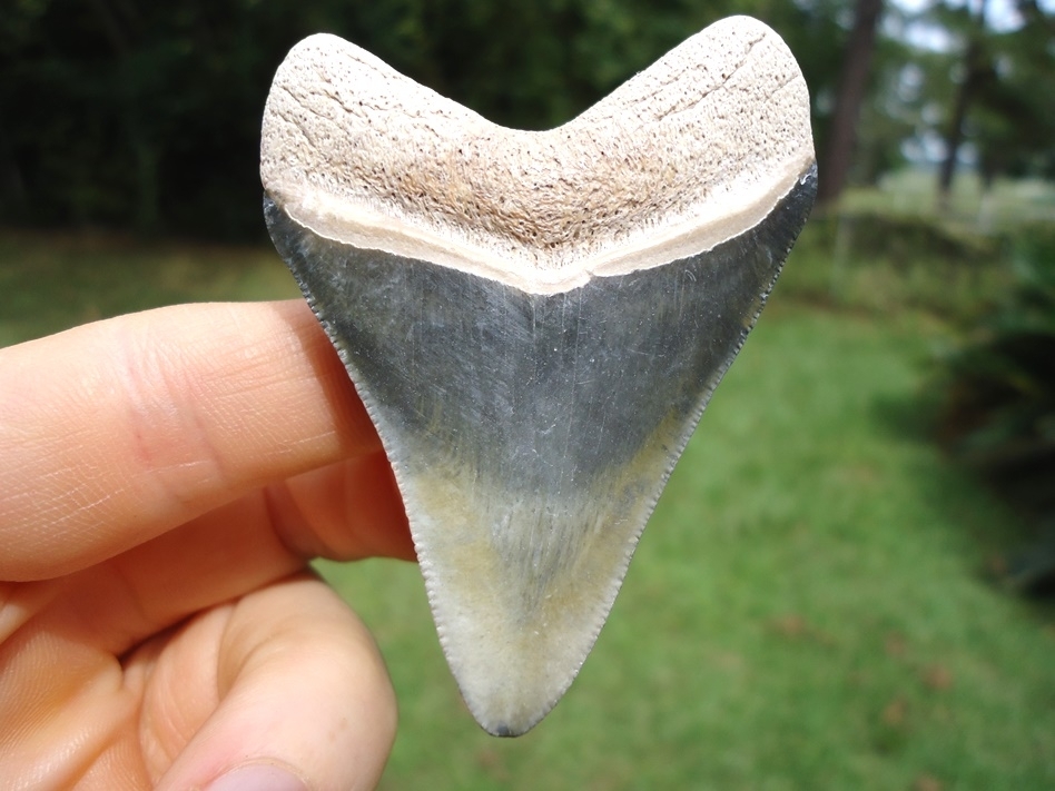 Large image 1 Beautifully Colorful Bone Valley Megalodon Shark Tooth