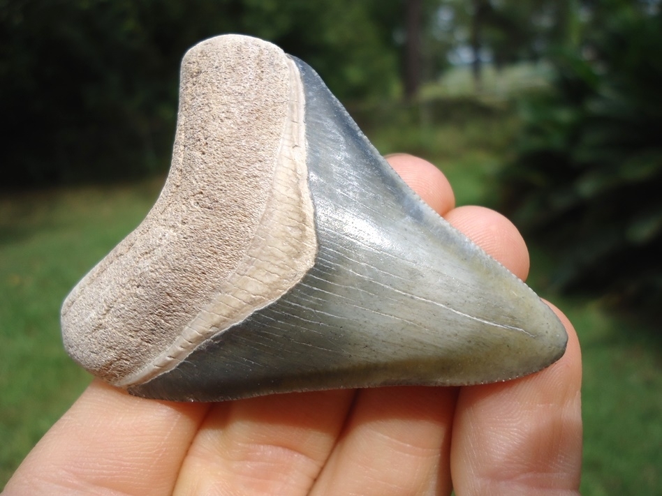 Large image 2 Beautifully Colorful Bone Valley Megalodon Shark Tooth