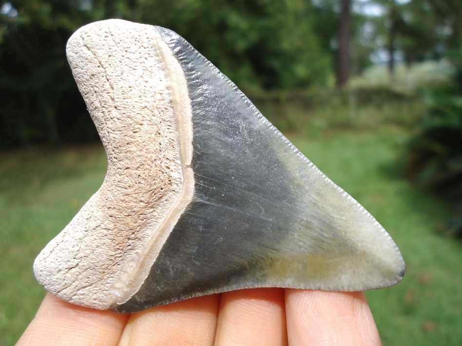 Large image 3 Beautifully Colorful Bone Valley Megalodon Shark Tooth